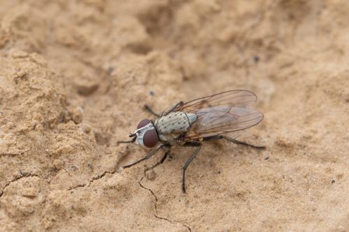 Leucophora sp.